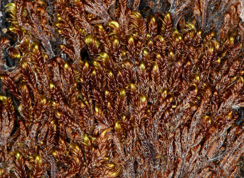 Hypnum bambergeri